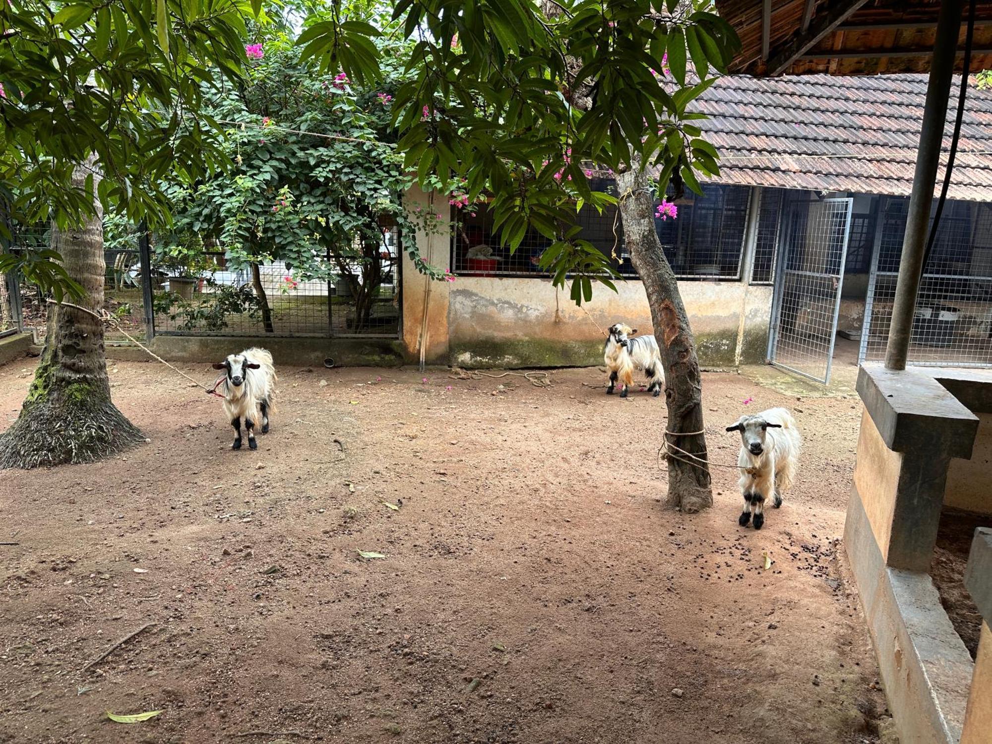 Kattil Farm Stay Varkala Thiruvananthapuram Exterior photo